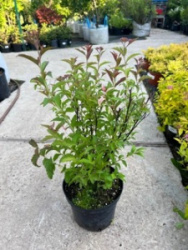 ABAD6443-E59C-4DE8-9C9D-2B9BFC26