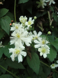 Clematis_Paul_Farges1UME