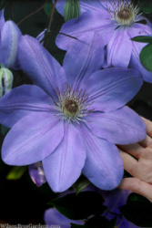 clematis-mrs-cholmondeley-11